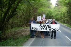 Pondtail Wood Demo 2