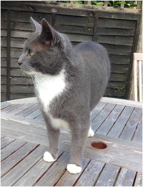 MISSING GREY AND WHITE CAT - Poynings 