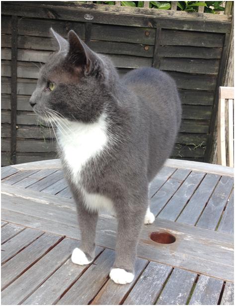 Lost grey and cheap white cat